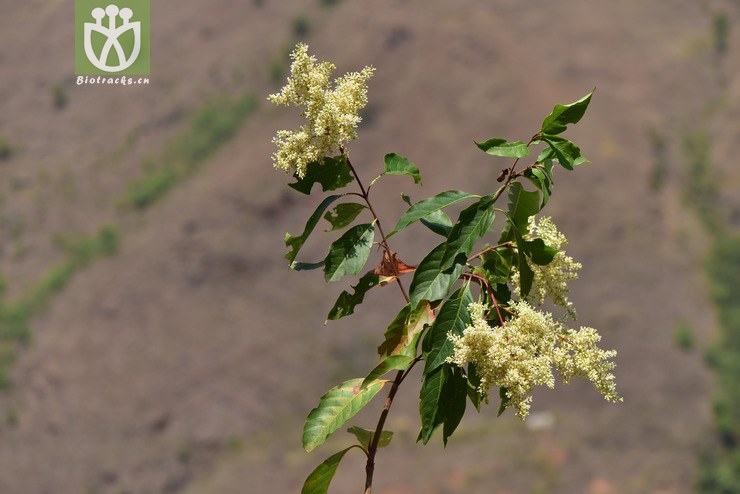 liued8564 wendlandia tinctoria染色水锦树【g】2018-03-20xx-yn dsc