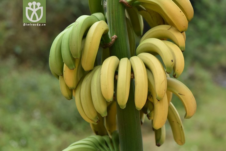 musa nana香蕉【中植】【可以处理】2018-03-24xx-yn dsc_3015.