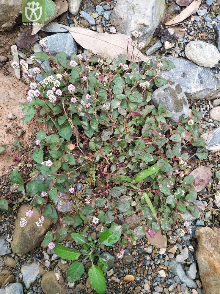 50% liued8738 polygonum capitatum头花蓼【可以处理】2018-03-24xx