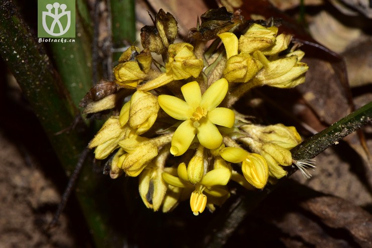 100% liued8776 curculigo capitulata大叶仙茅【可以处理】2018-03