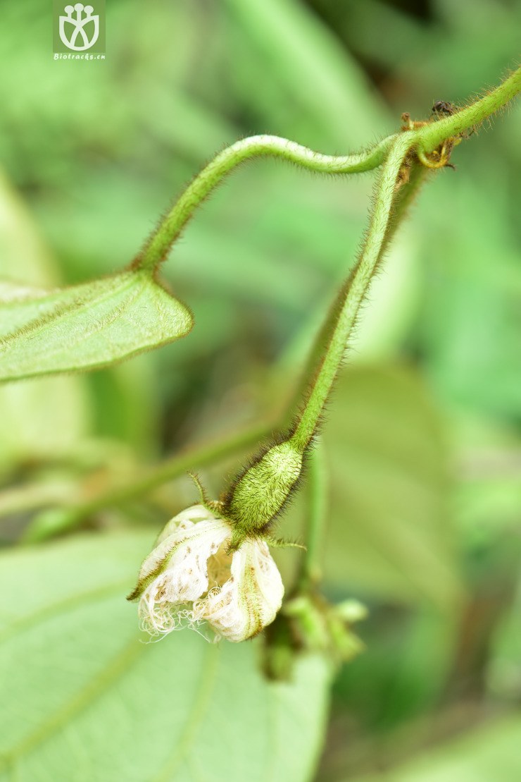 liued8813 trichosanthes kerrii长果栝楼【hg】2018-05-06xx-yn dsc