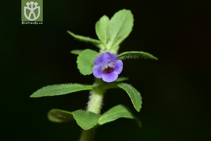 liued8820 limnophila chinensis中华石龙尾【g】2018-05-06xx-yn dsc