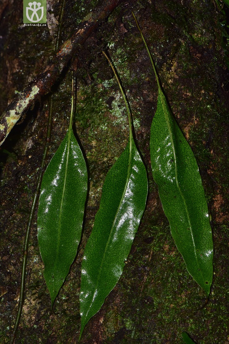 liued8750 lepidomicrosorium superficiale表面星蕨【可以处理】2018