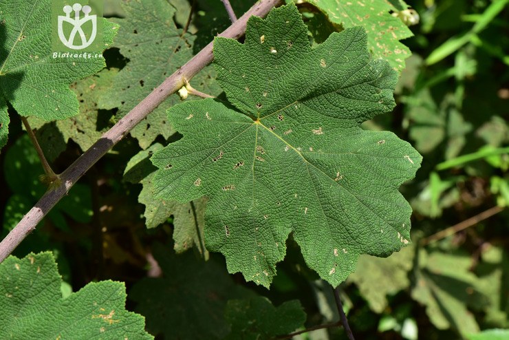 图片信息-kingdonia-植物云数据