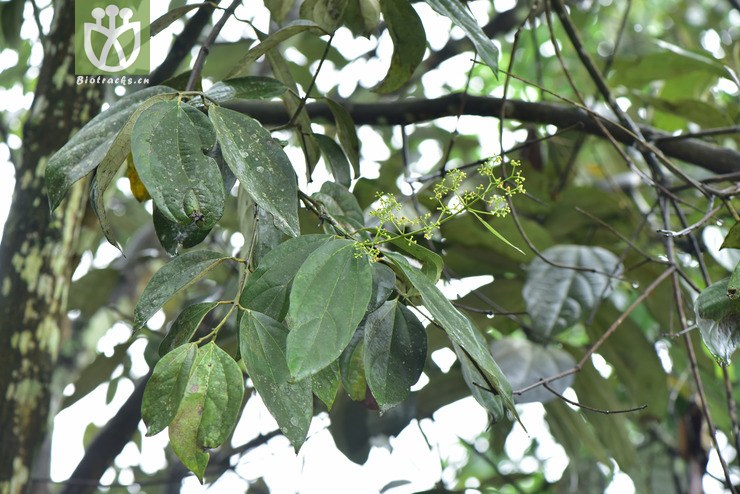 liued8790 caryodaphnopsis latifolia宽叶檬果樟【g】2018-05-05xx