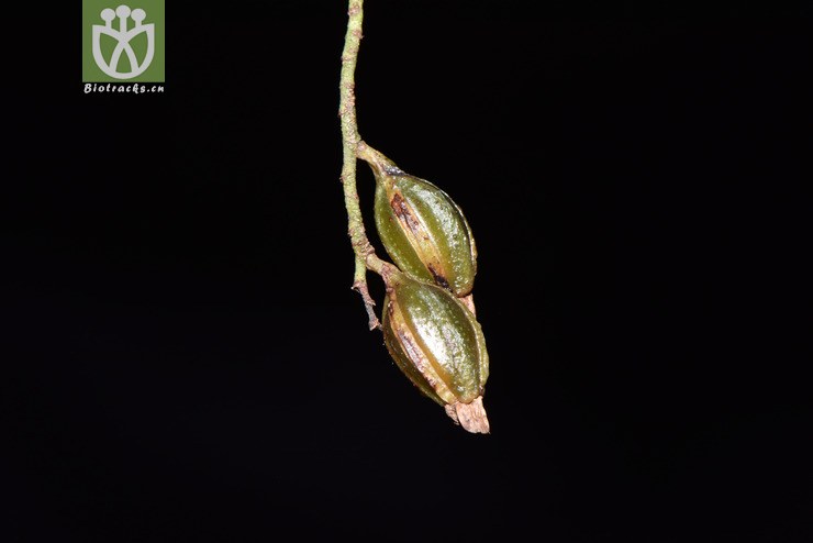 pholidota pallida粗脉石仙桃【可以处理】【栽培】2018-03-29xx-yn