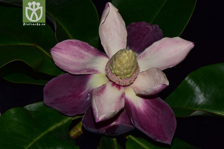 liued8905 manglietia grandis大果木莲【可以处理】2018-05-11xx-yn