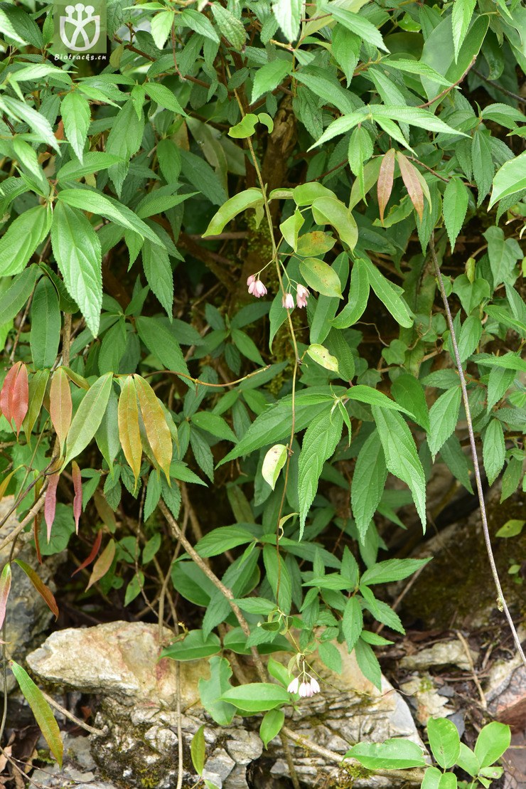 liued8915 dendrobium guangxiense滇桂石斛【可以处理】2018-05-11xx