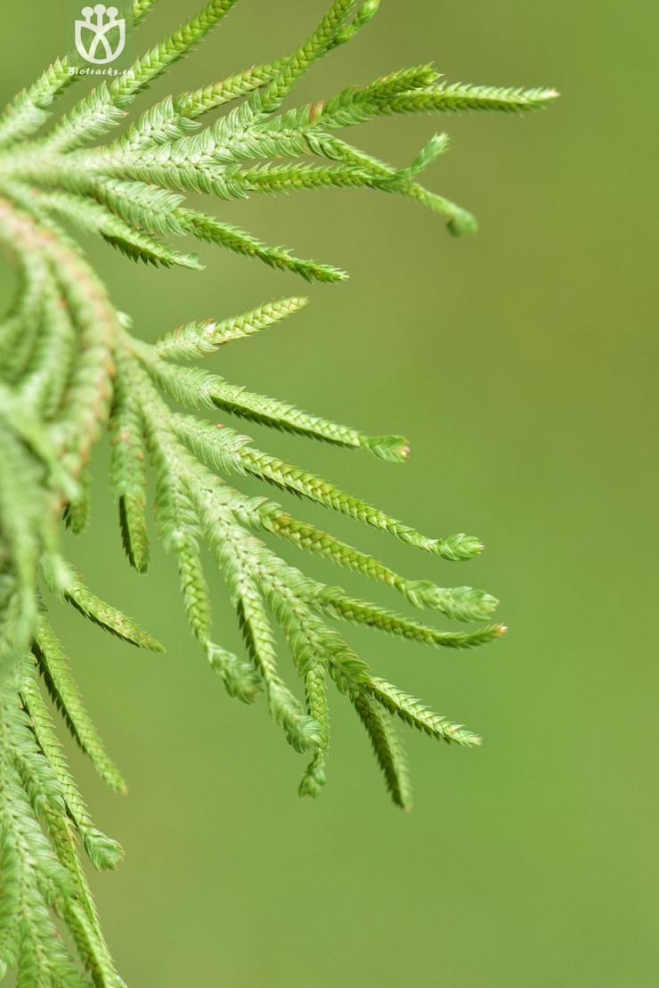 liued8917 selaginella involvens兖州卷柏【可以处理】2018-05-11xx