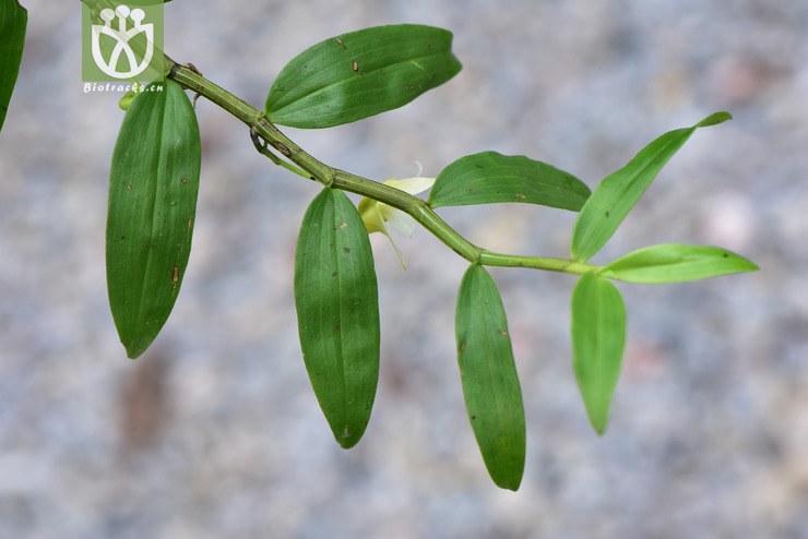 liued8915 dendrobium guangxiense滇桂石斛【可以处理】2018-05-11xx