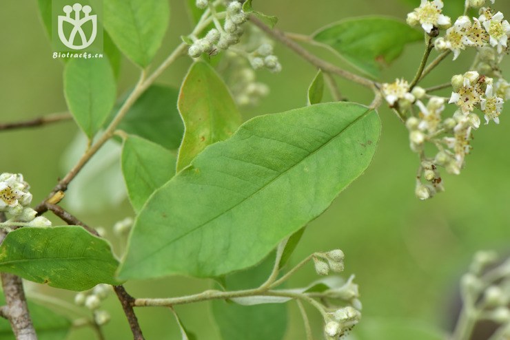 liued8918 dichotomanthes tristaniicarpa牛筋条【可以处理】2018-05