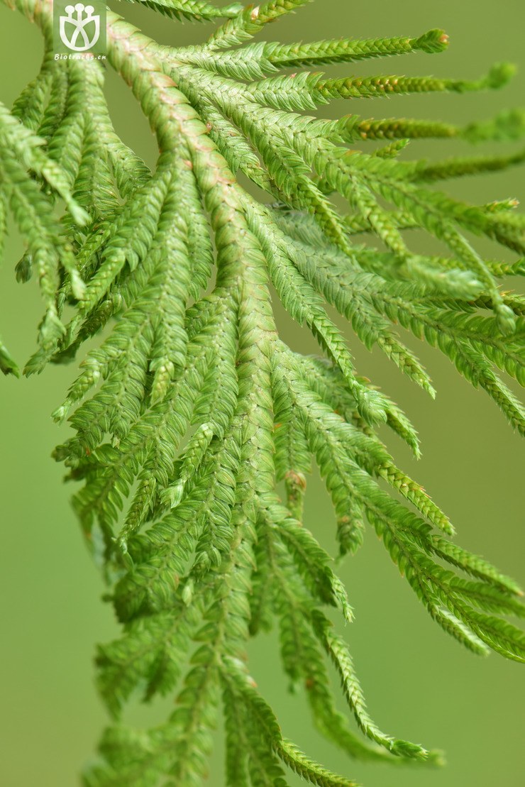 liued8917 selaginella involvens兖州卷柏【可以处理】2018-05-11xx