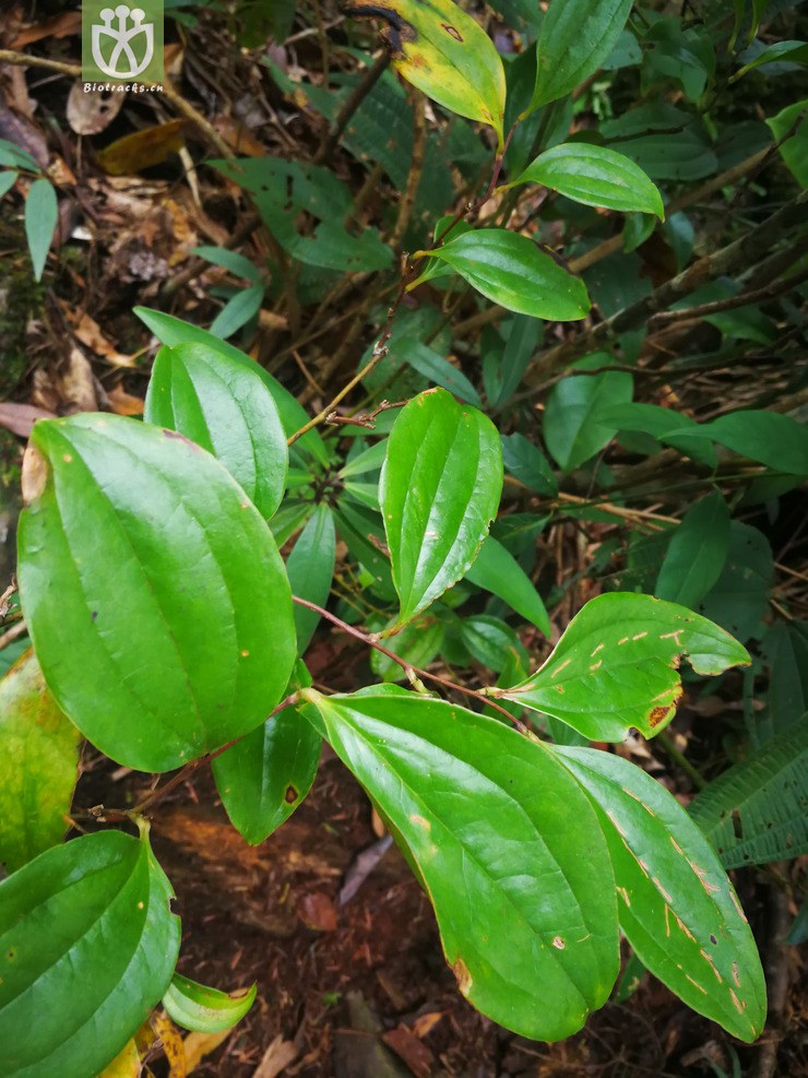 图片信息-kingdonia-植物云数据