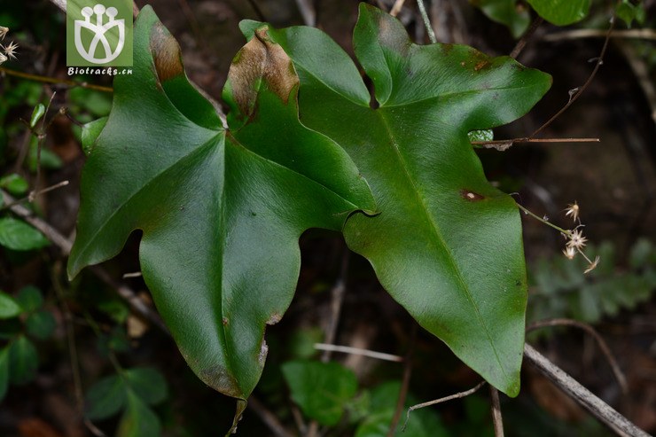 戟叶黑心蕨 (3).jpg 相邻时间拍摄的照片      张