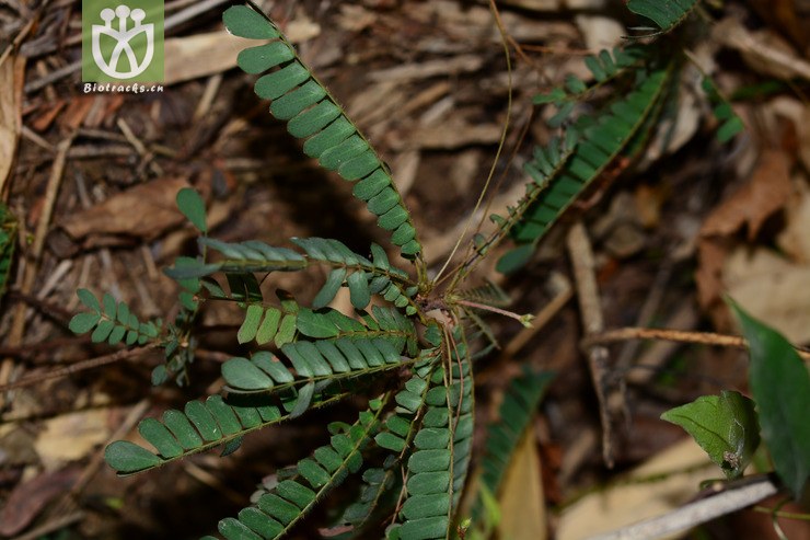分枝感应草 (1).jpg 相邻时间拍摄的照片      张