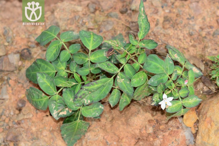 地黄连 (1).jpg 相邻时间拍摄的照片     张