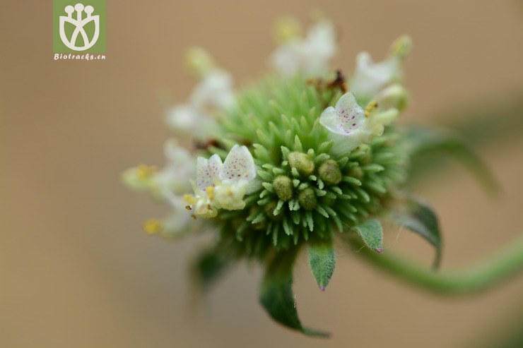 吊球草 (15).jpg 相邻时间拍摄的照片      张