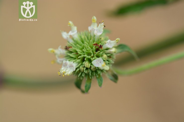 吊球草 (12).jpg 相邻时间拍摄的照片      张