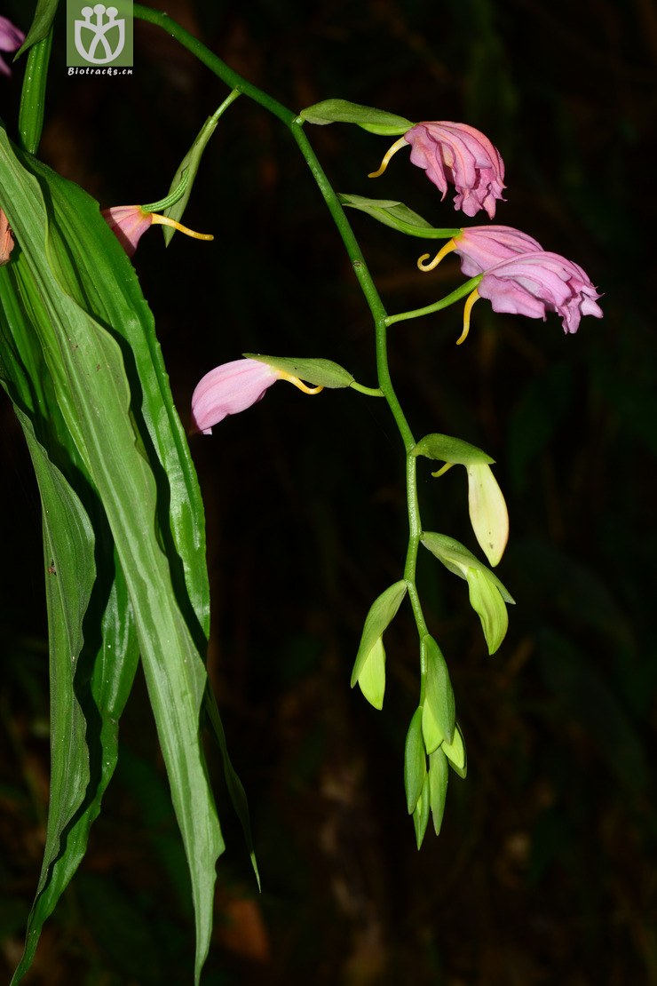 紫花鹤顶兰 (17).jpg 相邻时间拍摄的照片      张