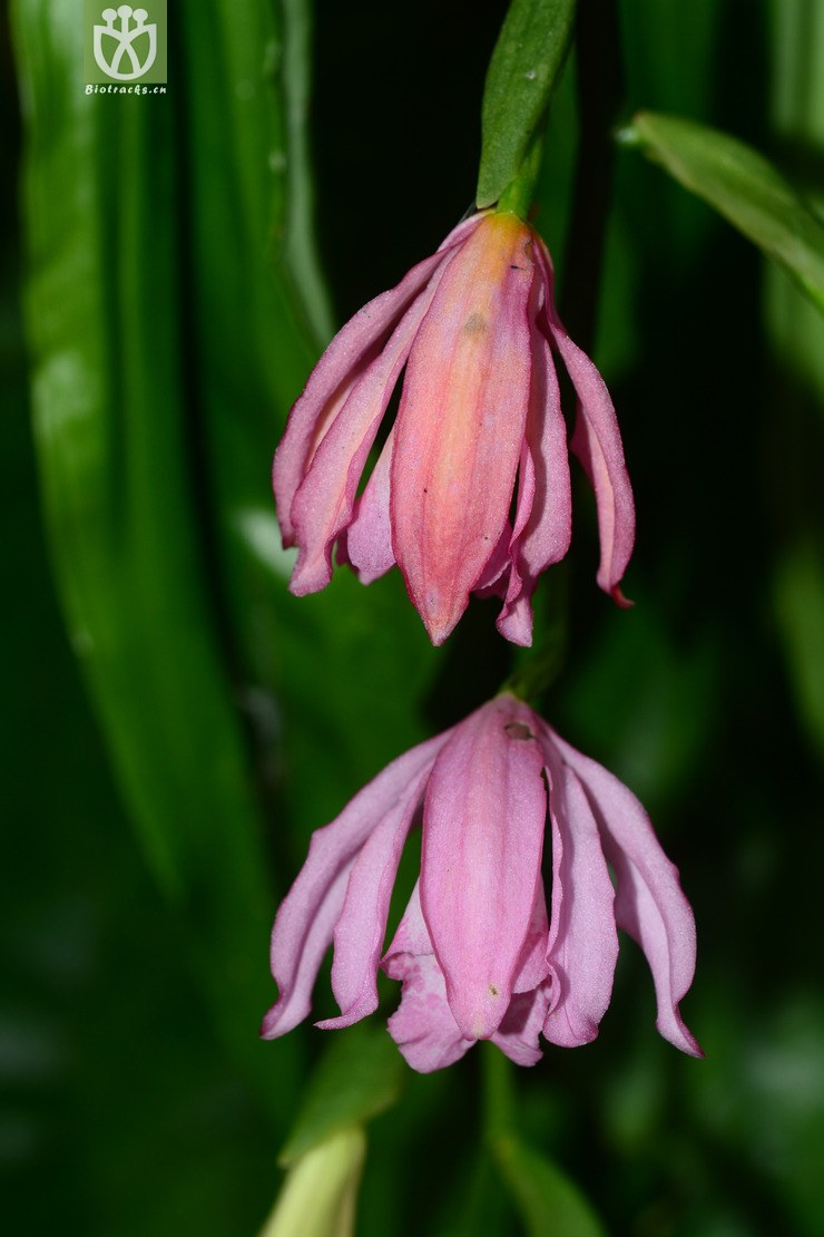 紫花鹤顶兰 (14).jpg 相邻时间拍摄的照片    31张