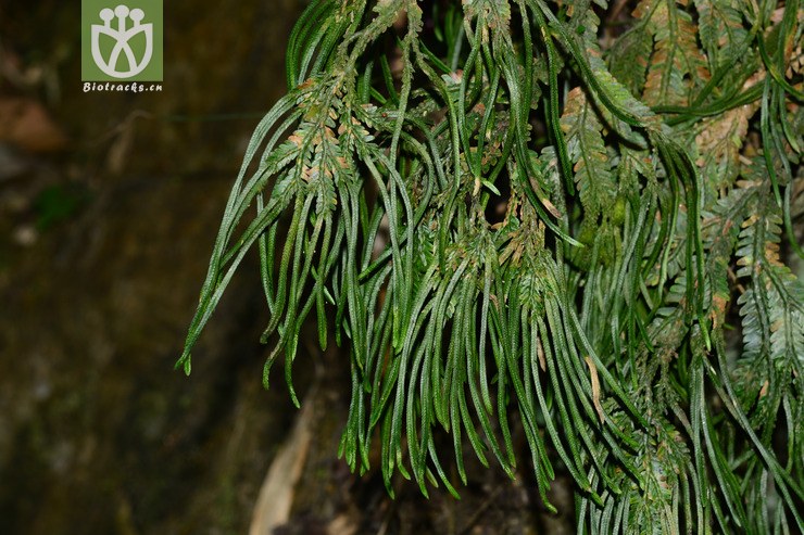 深绿卷柏 (2).jpg 相邻时间拍摄的照片      张