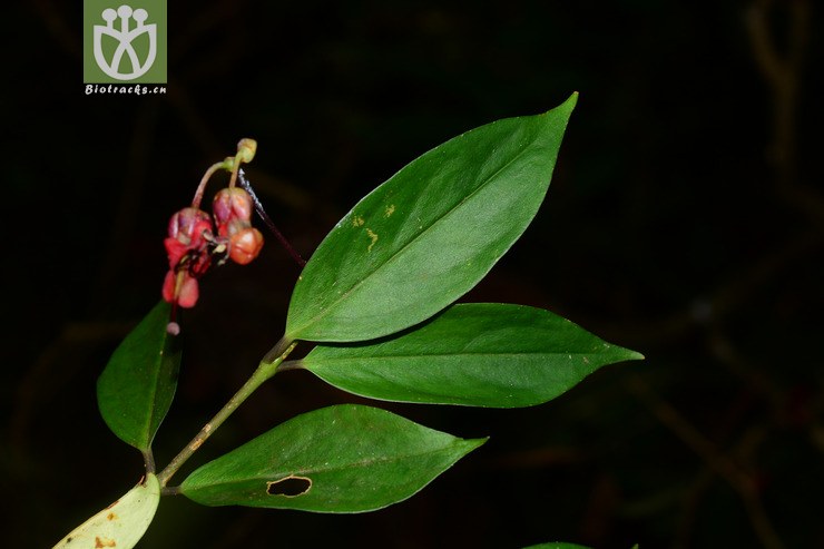 芒毛苣苔 (22).jpg 相邻时间拍摄的照片      张