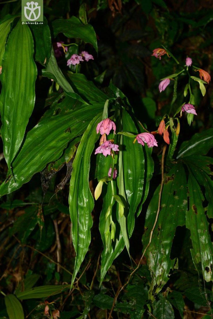 紫花鹤顶兰 (3).jpg 相邻时间拍摄的照片      张