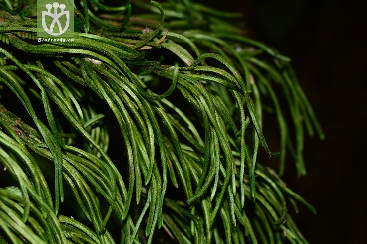 深绿卷柏 (1).jpg 相邻时间拍摄的照片      张