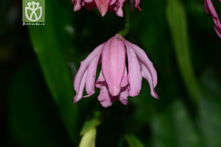 紫花鹤顶兰 (11).jpg 相邻时间拍摄的照片      张