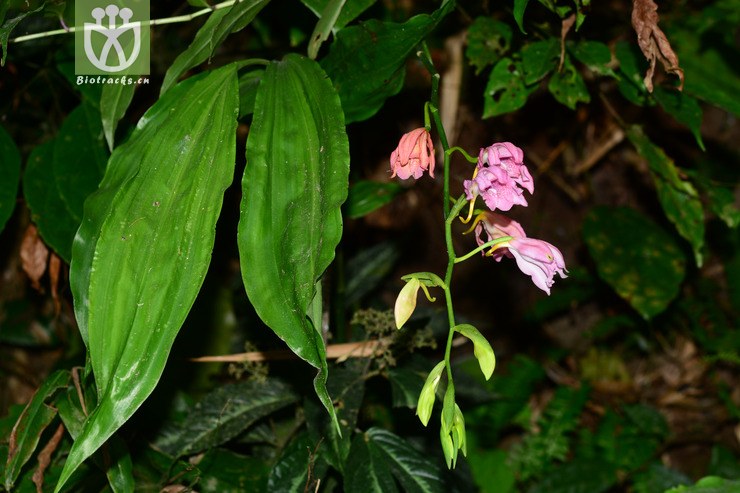 紫花鹤顶兰 (22).jpg 相邻时间拍摄的照片    31张