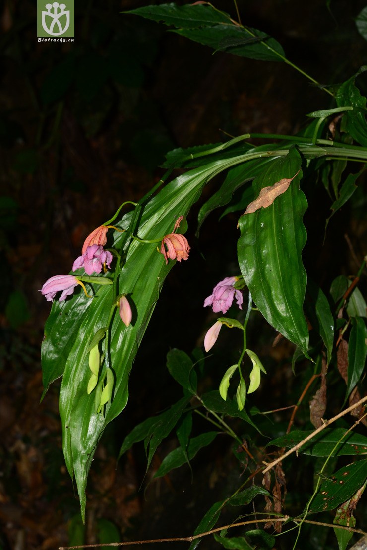 紫花鹤顶兰 (21).jpg 相邻时间拍摄的照片    31张
