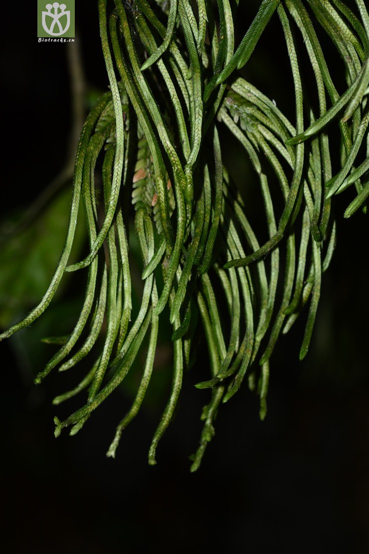深绿卷柏 (4).jpg 相邻时间拍摄的照片      张