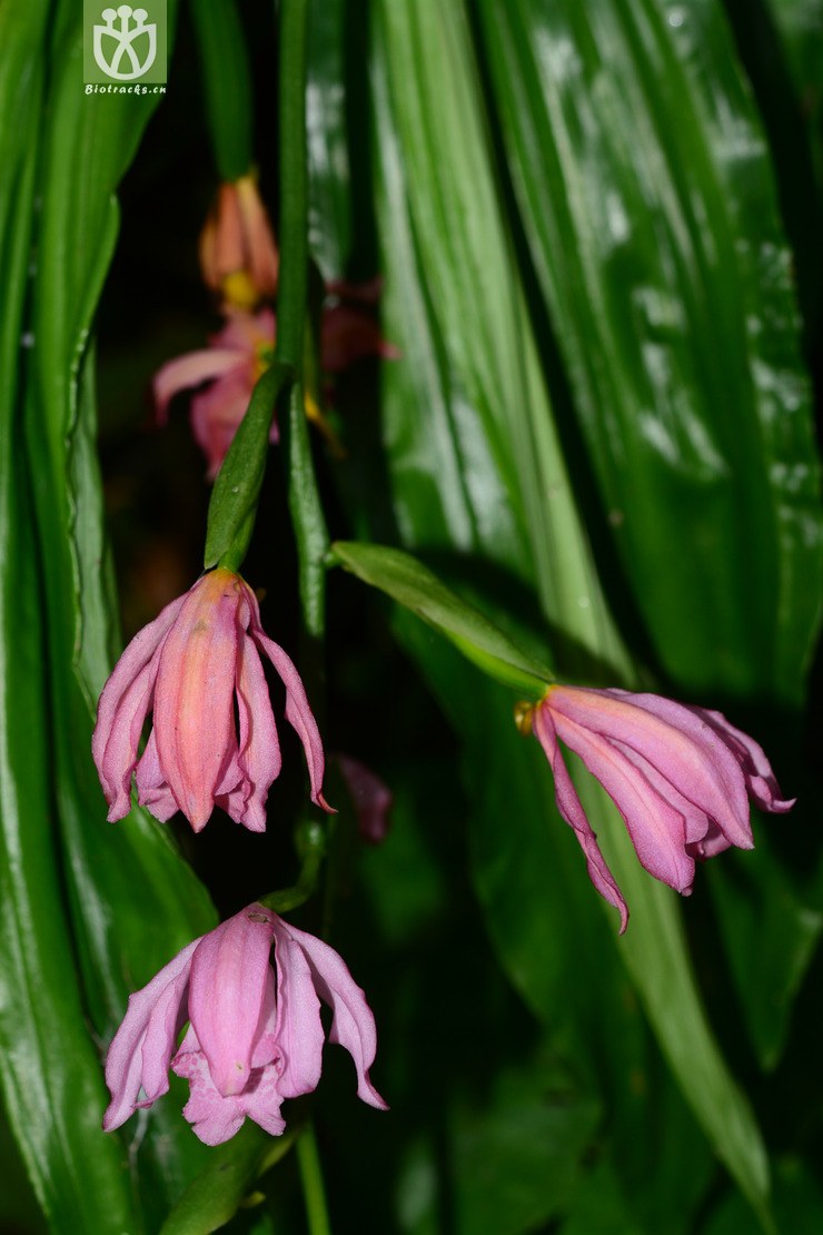 紫花鹤顶兰 (10).jpg 相邻时间拍摄的照片      张