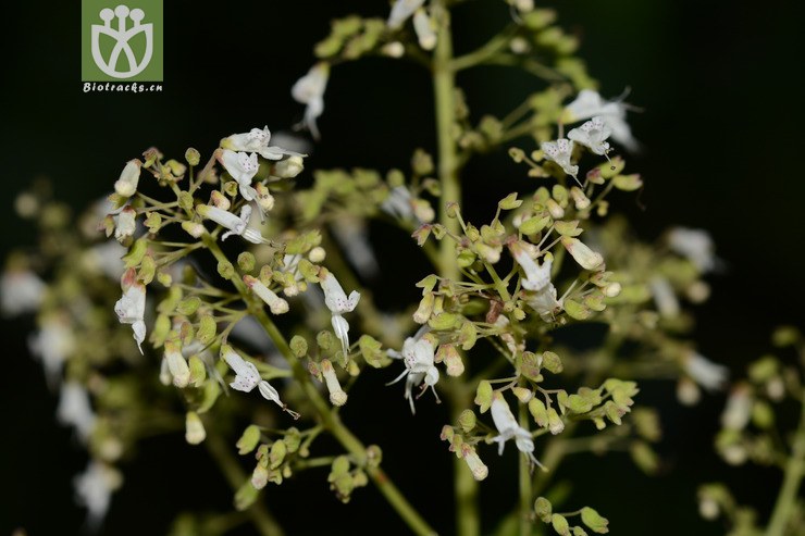 线纹香茶菜 (18).jpg 相邻时间拍摄的照片      张