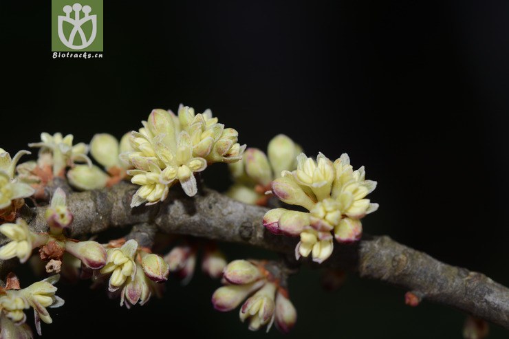 密花树 (28).jpg 相邻时间拍摄的照片      张