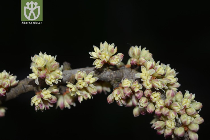 密花树 (16).jpg 相邻时间拍摄的照片    31张