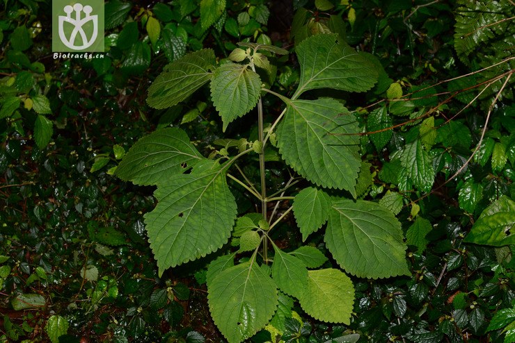 瘿花香茶菜 (3).jpg