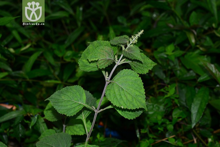 瘿花香茶菜 (34).jpg 相邻时间拍摄的照片     张