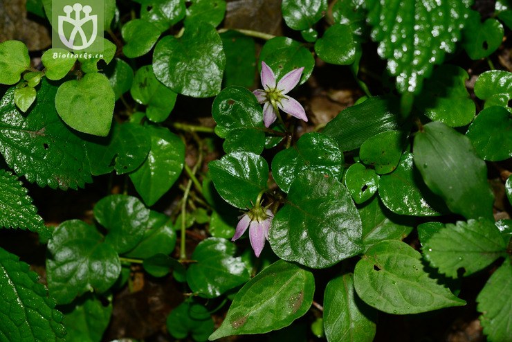 单花红丝线 (1).jpg 相邻时间拍摄的照片     张