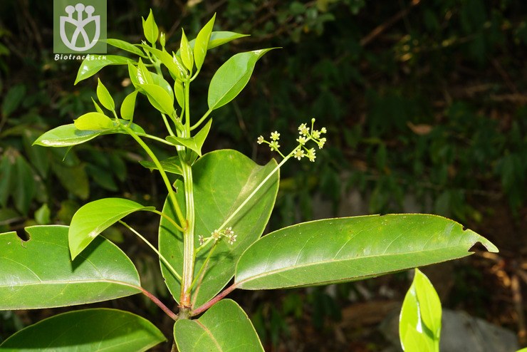 黄樟(cinnamomum parthenoxylon) (6).jpg