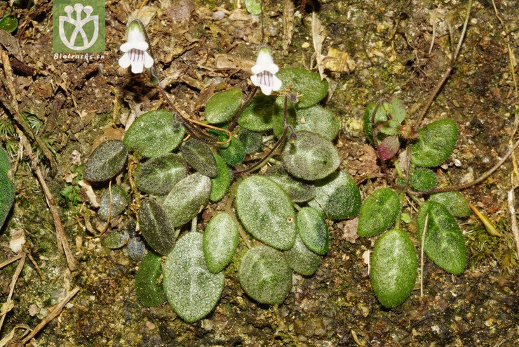 盾叶苣苔(metapetrocosmea peltata) (7).