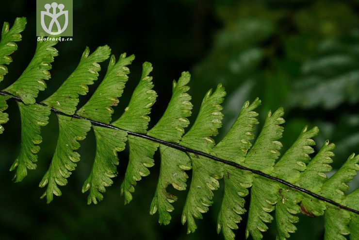 标本xkw102 齿果铁角蕨(asplenium cheilosorum) (11).