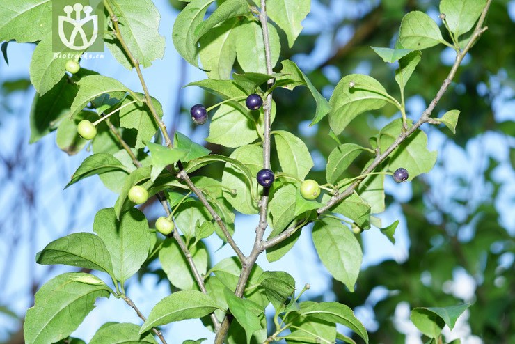 100% 秤星樹(ilex asprella) (6).jpg 相鄰時間拍攝的照片 共 12張