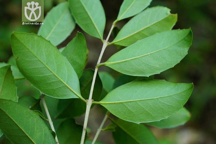 图片信息-kingdonia-植物云数据