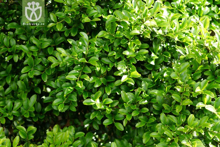 矮冬青(ilex lohfauensis) (13).jpg 相邻时间拍摄的照片     张