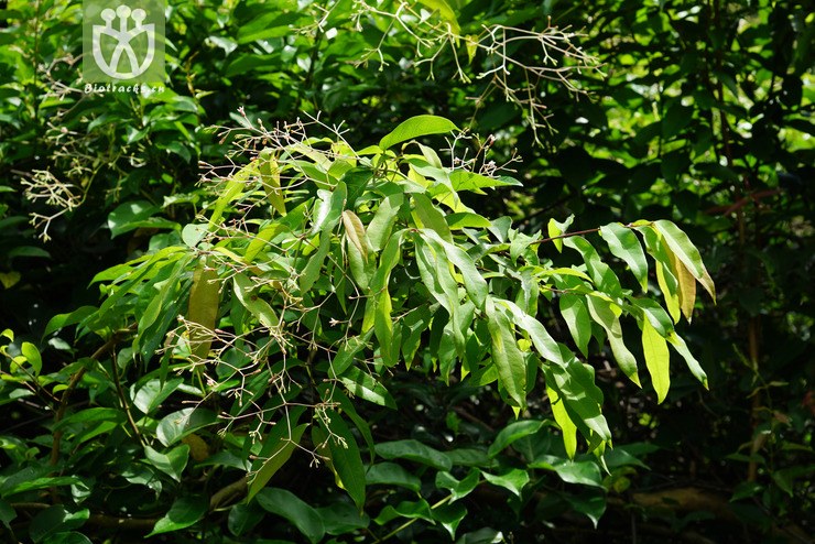 酸叶胶藤(urceola rosea) (1).jpg 相邻时间拍摄的照片      张