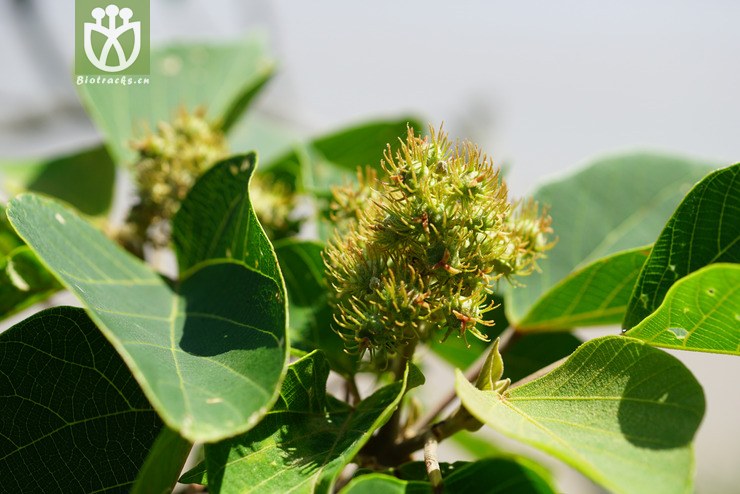 野梧桐(mallotus japonicus) (2).jpg 相邻时间拍摄的照片    31张