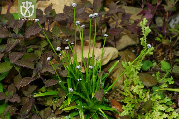 谷精草属(eriocaulon) (5).jpg 相邻时间拍摄的照片      张