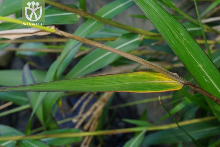 束尾草(phacelurus latifolius) (4).jpg 相邻时间拍摄的照片      张