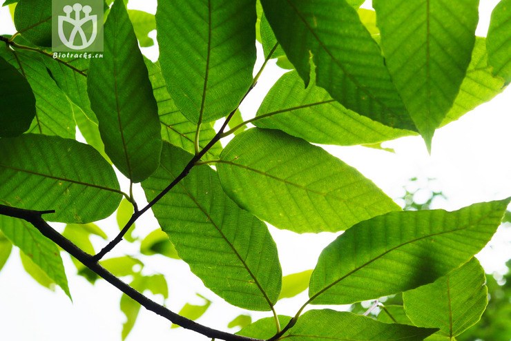 图片信息-kingdonia-植物云数据